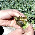 La ola de frío deja sin trabajo a más de mil temporeros
