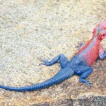 Existe el lagarto spiderman
