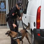 Uno de los perros en el transcurso de la operación policial