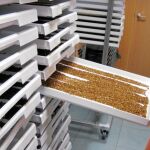 imagen de larvas de mosca de la fruta en un laboratorio.