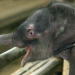 Nace una cría macho de elefante africano en el parque de la Naturaleza de Cabárceno (Cantabria)