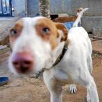 La crisis ha provocado una disminución de las adopciones de perros