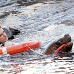 Leones marinos al rescate