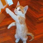 Santander es una gata muy traviesa y activa