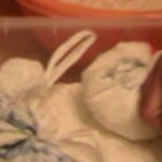 Desarticulada una organización de «muleros» que usaba niños y bebés para introducir cocaína