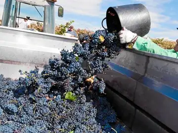 Un temporero deposita la uva recogida en una explotación de la localidad burgalesa de Sotillo de la Ribera, en el marco de la vendimia de este año de la Denominación de Origen de Ribera del Duero Un temporero deposita la uva recogida en una explotación de la localidad burgalesa de Sotillo de la Ribera, en el marco de la vendimia de este año de la Denominación de Origen de Ribera del Duero