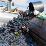 Un temporero deposita la uva recogida en una explotación de la localidad burgalesa de Sotillo de la Ribera, en el marco de la vendimia de este año de la Denominación de Origen de Ribera del Duero