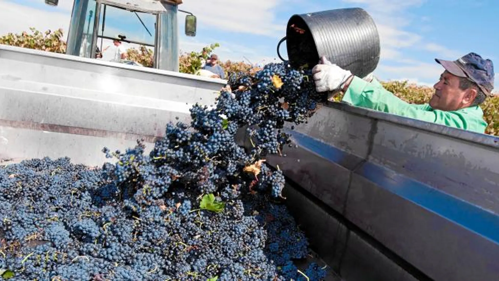 Un temporero deposita la uva recogida en una explotación de la localidad burgalesa de Sotillo de la Ribera, en el marco de la vendimia de este año de la Denominación de Origen de Ribera del Duero