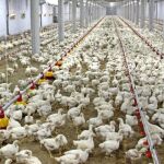 Una granja de pollos y su propietario, en una imagen de archivo (AP)
