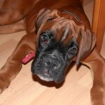 Cookie es un boxer muy cariñoso y tranquilo