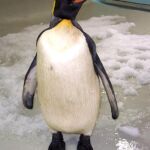 Dos borrachos amanecen con un pingüino y no se acuerdan de nada