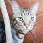 Zombie, «pequeño tigre»