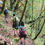 La Gomera, un bosque entre playas