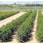 Imagen de una plantación de melocotones en la zona de Cieza
