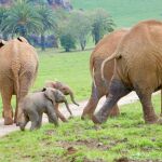 Un elefante africano «made in Spain»