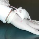 Ratón de laboratorio