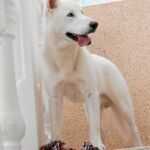 Conan, un perro con dos caras