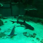Faustino en el Oceanogràfic