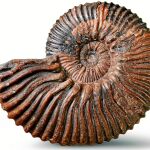 ¿Fue así el origen de la vida?
