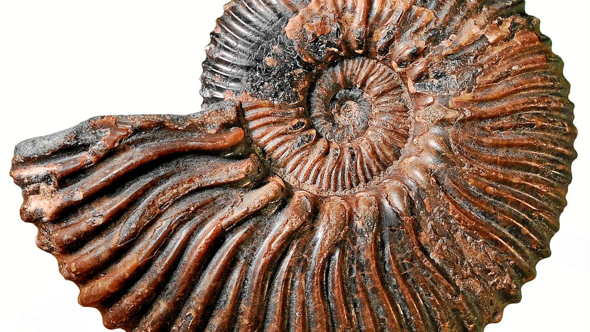 ¿Fue así el origen de la vida?