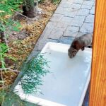 Fotos proporcionadas por los vecinos, que suelen toparse con esta especie invasora cada vez que algún ejemplar se escapa del criadero