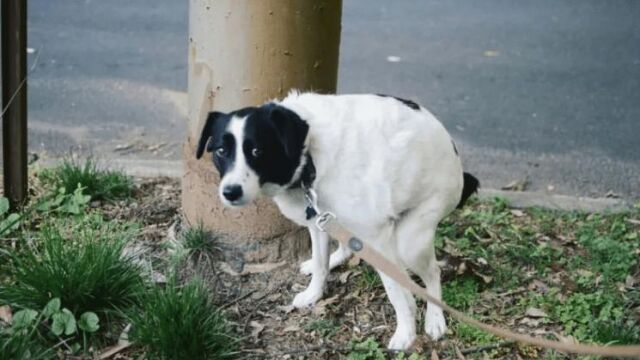 Los perros se sienten vulnerables y miran a sus dueños para saber si pueden sentirse seguros
