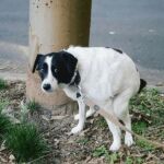 Los perros se sienten vulnerables y miran a sus dueños para saber si pueden sentirse seguros