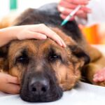 Tres de los perros tuvieron una hemorragia intestinal