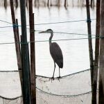 Imagen de una garza real, como las afectadas por el brote en el Tancat de la Pipa