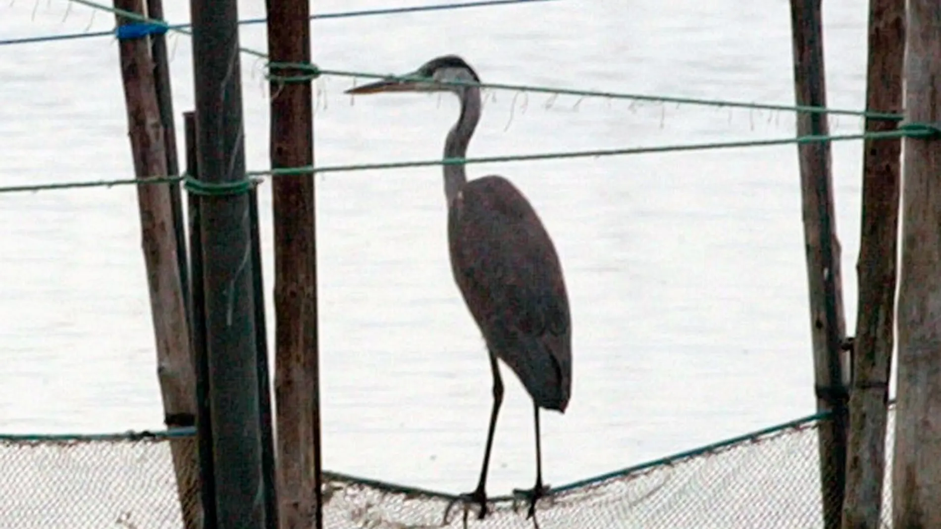 Imagen de una garza real, como las afectadas por el brote en el Tancat de la Pipa