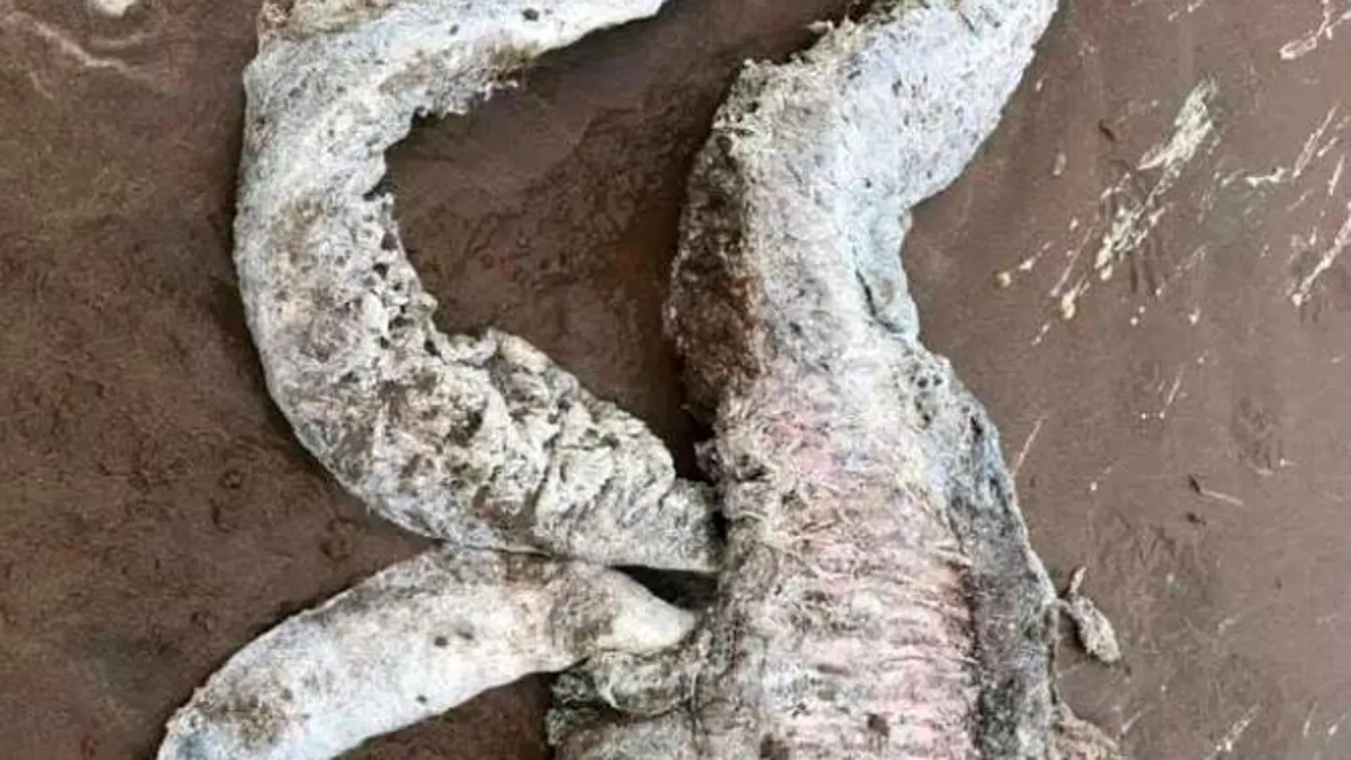 Su aspecto es muy parecido al de un calamar o una anguila