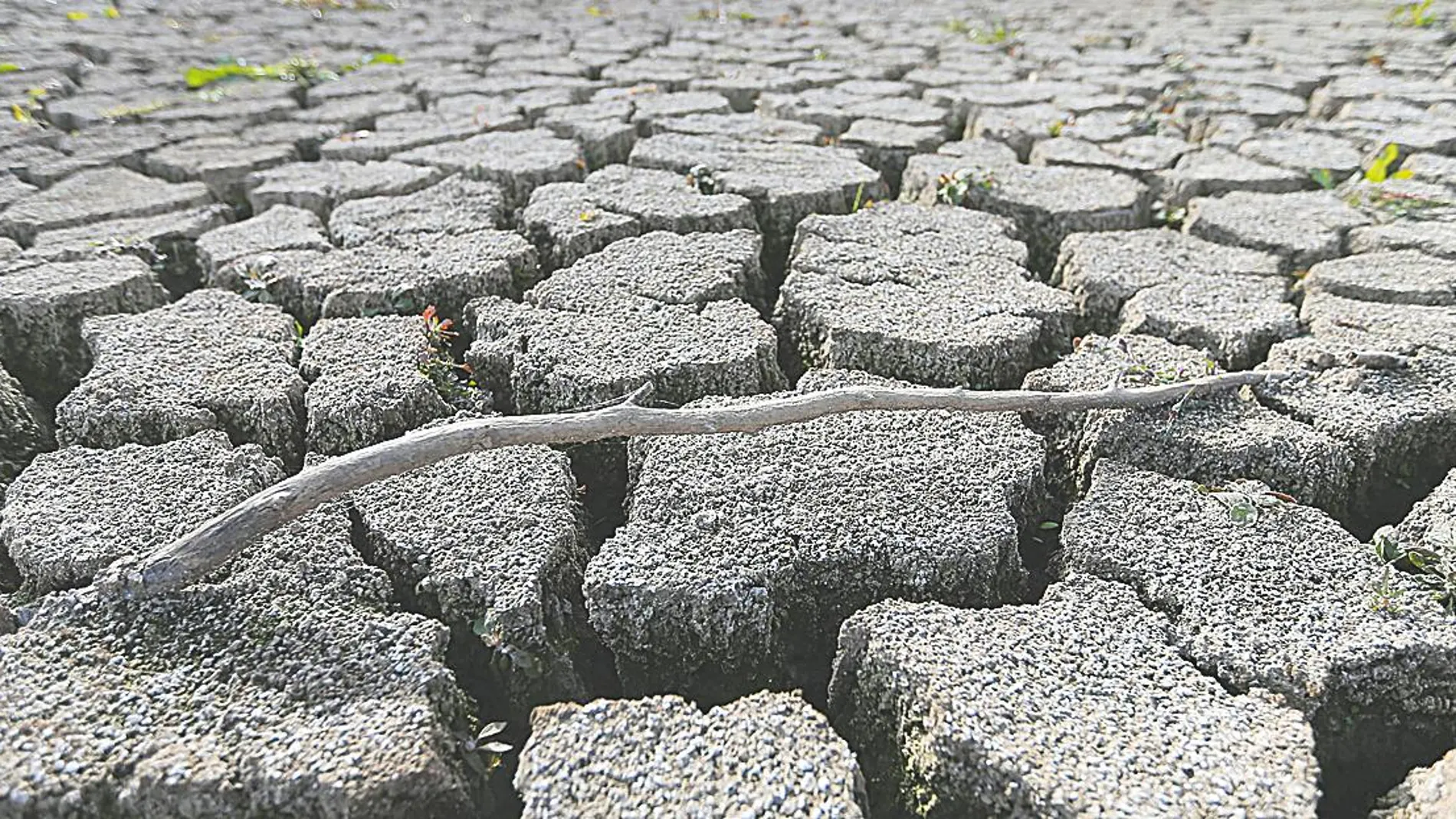La sequía que han sufrido los cultivos ha disparado las reclamaciones a las aseguradoras agrarias