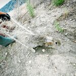 Cerco a la plaga de conejos que arrasa Madrid