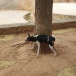 València obligará a los propietarios de perros a limpiar los orines con agua