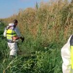 La policía desbrozó la plantación de marihuana
