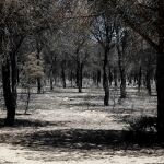 El grueso de los trabajos de reforestación de la zona afectada comenzará en otoño / Foto: Manuel Olmedo