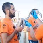 Fundación Unicaja vuelve a colaborar con la Junta en el anillamiento de flamencos en Marismas del Odiel / Europa Press