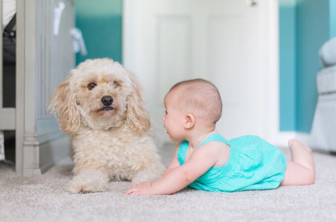 ¿Niños o perros? Los españoles lo tienen claro