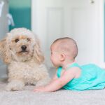 ¿Niños o perros? Los españoles lo tienen claro