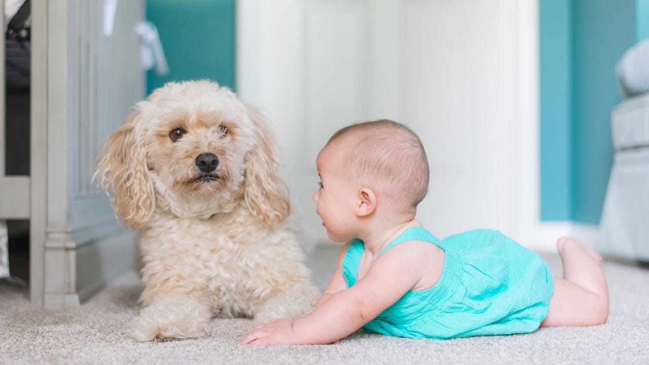 Bebés que crecen con perros podrían tener menos riesgo de asma, según estudio