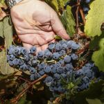Imagen de archivo de un racimo de uvas en una vid
