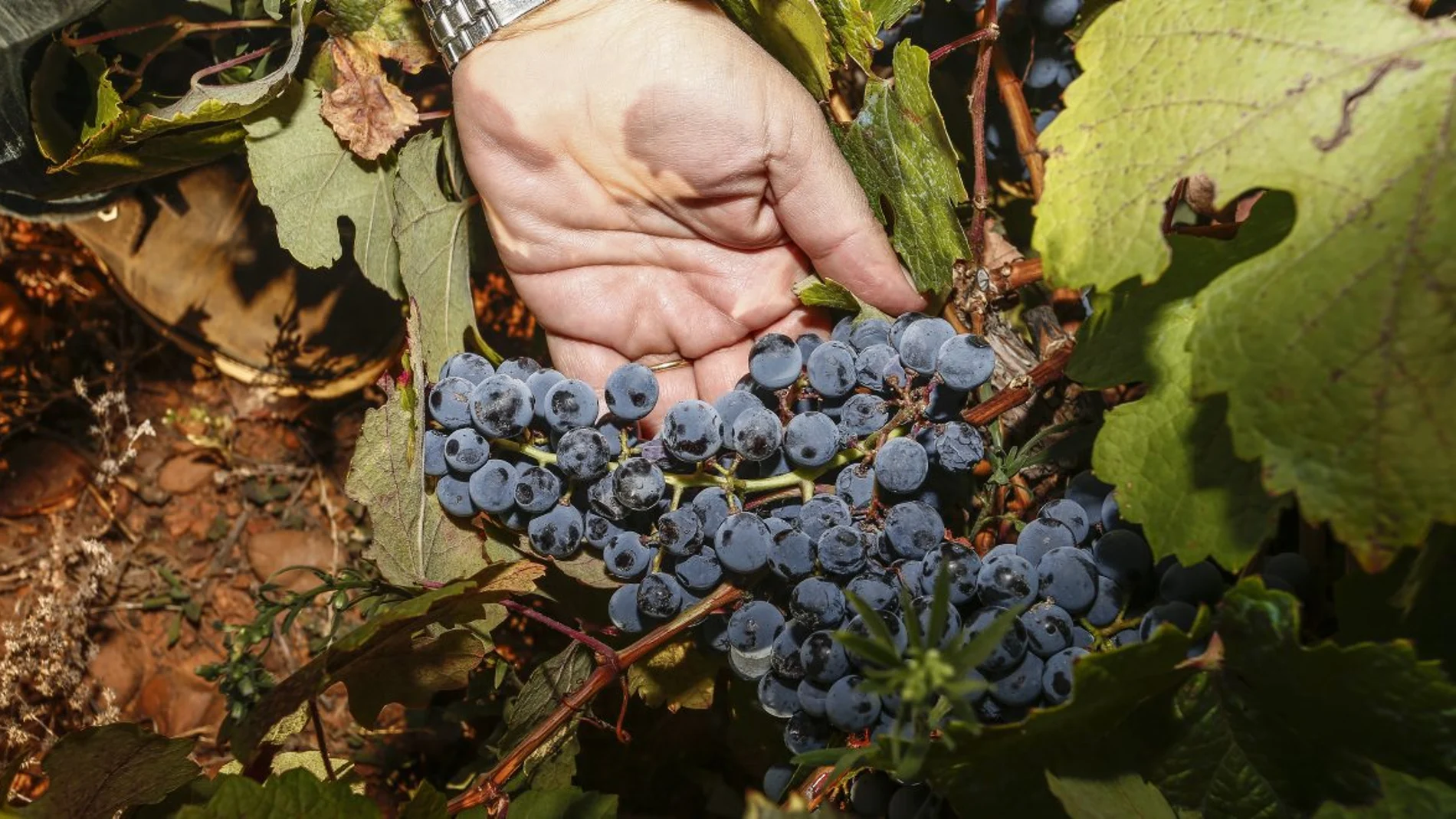 Imagen de archivo de un racimo de uvas en una vid