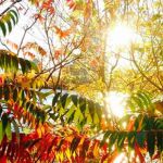 El "veroño"se prolonga esta semana con más calor en casi toda España