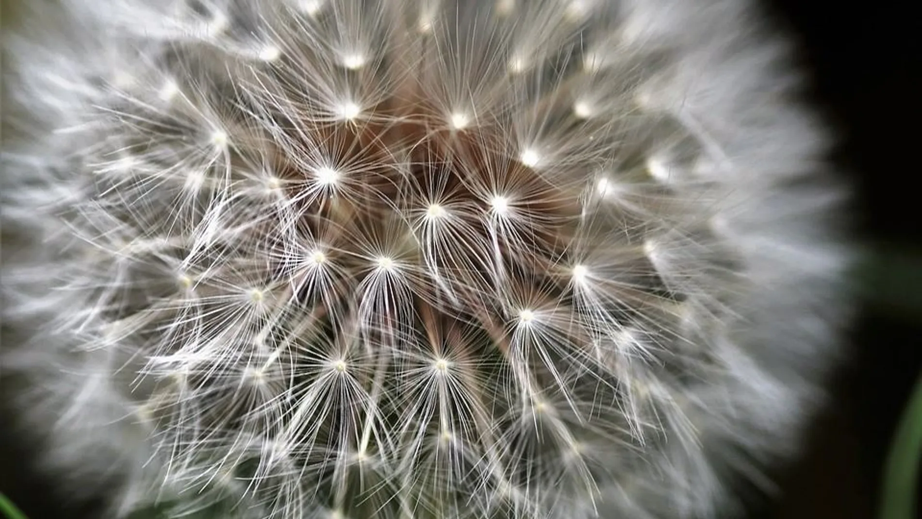 El síndrome de ovarios poliquísitico y su relación con la infertilidad