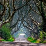 El camino de Dark Hedges, que salió en la serie
