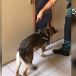 Registro de las viviendas y un local comercial en Valladolid de la organización dedicada al tráfico de cocaína