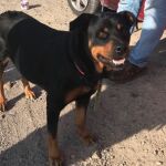 Un perro rottweiler junto a su propietario