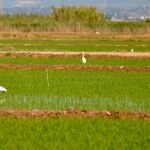 Las primeras referencias escritas de la plaga del «cucat» en España son de l'Albufera de Valencia en el año 1933