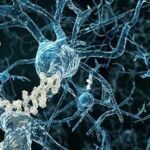 SFRP1 interfiere con el procesamiento normal de la proteína amiloide y facilita la formación de placas amiloides