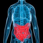 La microbiota intestinal es la población de microbios que vive en el intestino